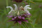 Lemon beebalm